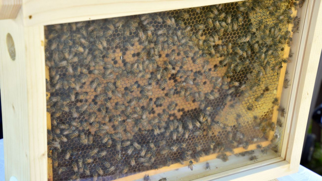 Dotacje dla opolskich pszczelarzy. Postawią na produkcję węzy, czyli plastrów wosku