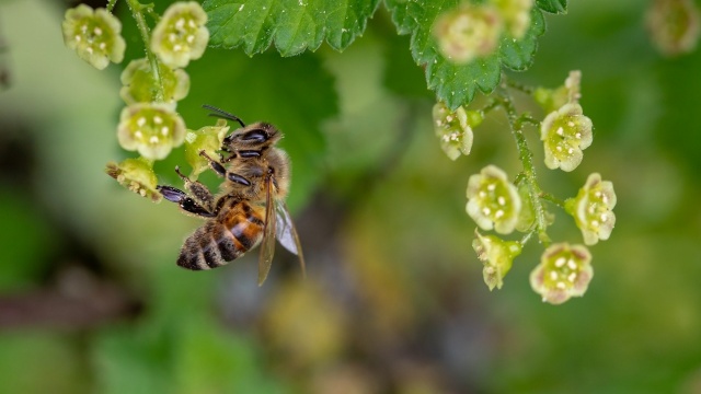 Tarnów Opolski zaprasza pszczoły do siebie. Powstaje pełna infrastruktura i nasadzenia z myślą o owadach miododajnych