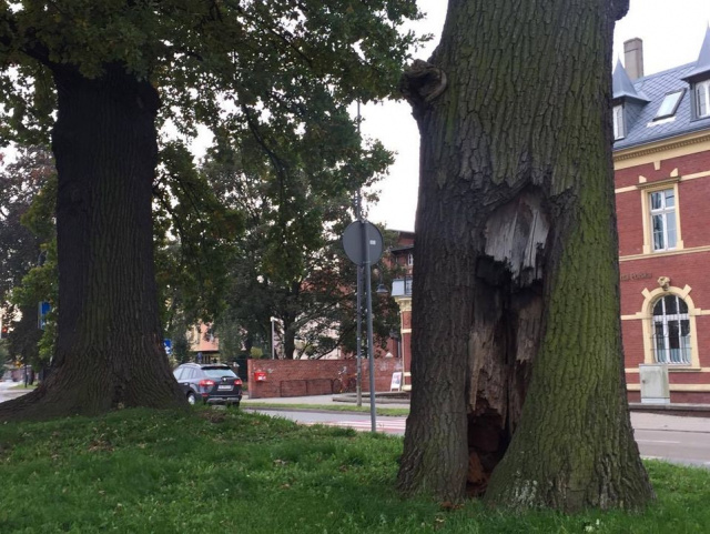 Dąb szypułkowy, jeden z trzech pomników przyrody w Kędzierzynie-Koźlu zostanie wycięty. Drzewo jest zagrożeniem dla pieszych i kierowców