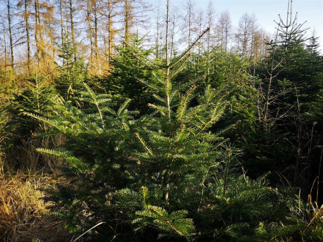 Sosna, jodła czy świerk Nadleśnictwo Opole przygotowuje świąteczne drzewka. Ceny będą niższe niż rok temu