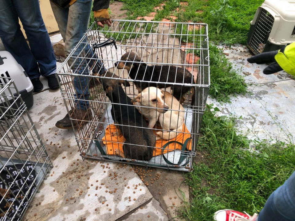 Interwencja TOZ: 16 zaniedbanych psów odebrano starszej kobiecie z Żytniowa [fot. TOZ Opole]