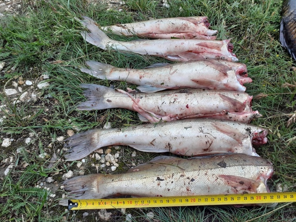 Nielegalny połów ryb na jeziorze Turawskim [fot.Państwowa Straż Rybacka w Opolu]