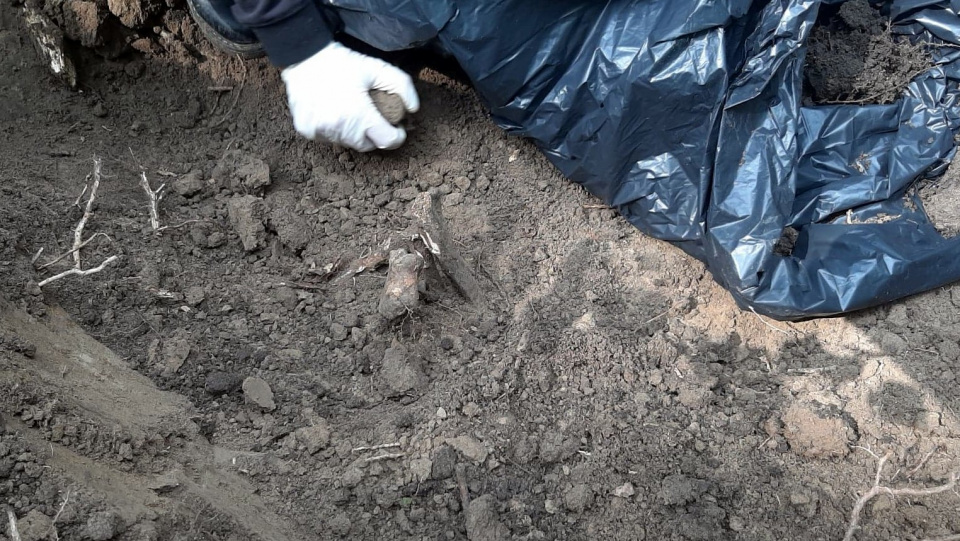 Szczątki żołnierza radzieckiego wykopano pod Długomiłowicami [fot. Mariusz Chałupnik]