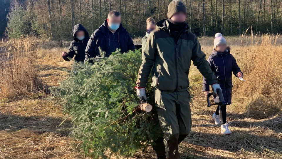 70 rodzin zdecydowało samodzielnie ściąć bożonarodzeniwe drzewko [fot. Daniel Klimczak]