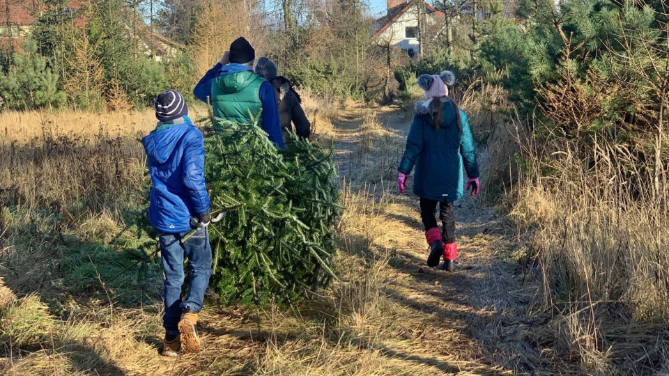 70 rodzin zdecydowało samodzielnie ściąć bożonarodzeniwe drzewko [fot. Daniel Klimczak]