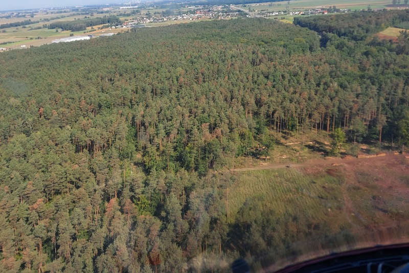 Usychający las sosnowy [fot. archiwum Nadleśnictwa Strzelce Opolskie]
