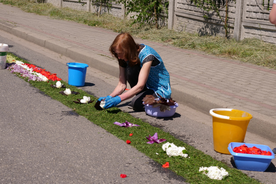 Układanie dywanów z kwiatów Olszowej [fot. Łukasz Fura]