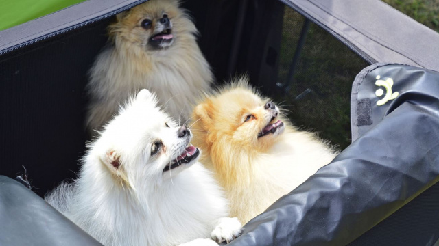 Psie piękności zjadą w weekend na zamek w Mosznej na międzynarodową wystawę