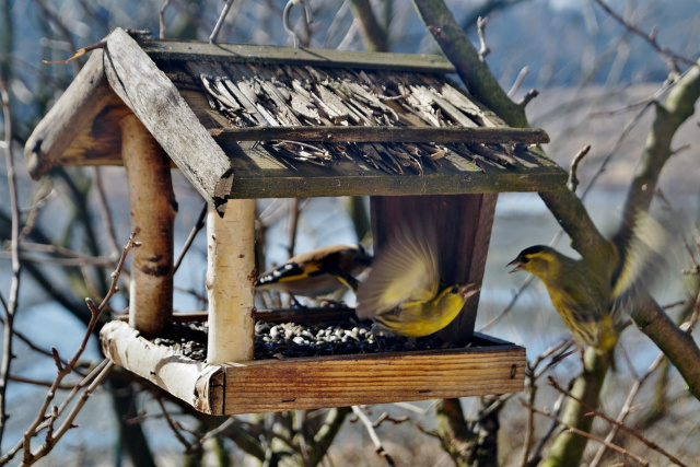 Dokarmianie ptaków zimą jest dozwolone, ale trzeba pamiętać czym je karmić