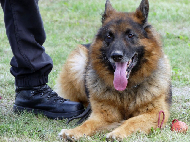 Prudnik: zasłużony pies patrolowo-tropiący przeszedł na emeryturę