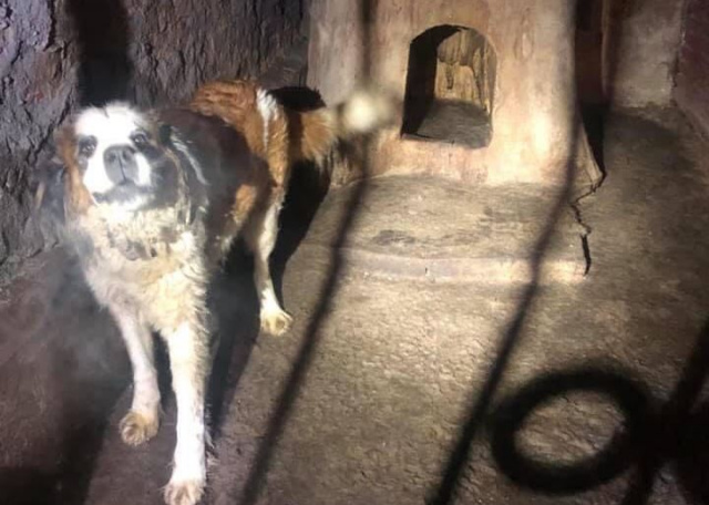 Opolskie TOZ odebrało psy księdzu spod Grodkowa. Zwierzęta brodziły w nieczystościach
