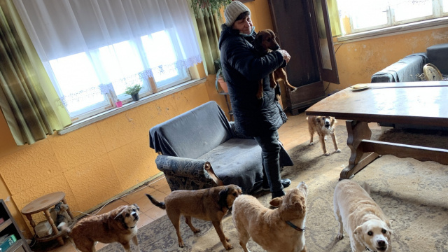 Reńska Wieś: potrzebne są nowe domy dla 11 psów mieszkających w częściowo zburzonym budynku