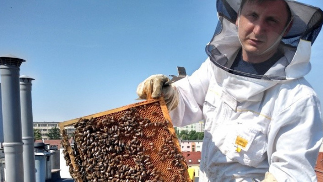 Pszczoły z miejskiej pasieki w Opolu są już po wiosennym oblocie i szykują się do sezonu