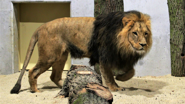 Po blisko 25 latach lwy ponownie zamieszkały w opolskim ogrodzie zoologicznym [FILM, ZDJĘCIA]