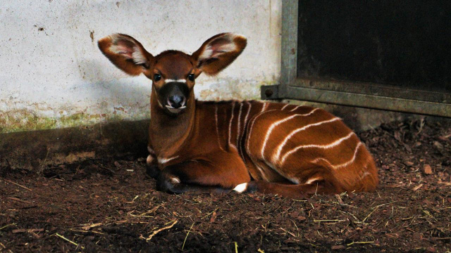 Kolejny sukces hodowlany opolskiego ZOO. W ogrodzie urodziła się druga w tym roku antylopa bongo górskiego