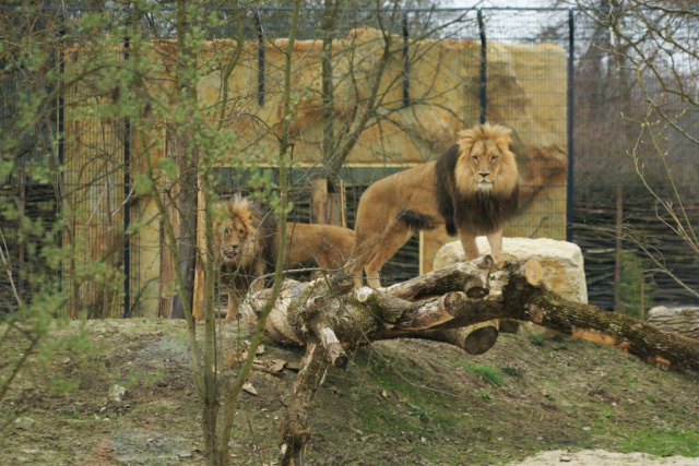 Opolskie zoo zachęca do jesiennych spacerów i odwiedzenia zwierząt, które są jeszcze na wybiegach. Pracownicy gromadzą karmę na zimę