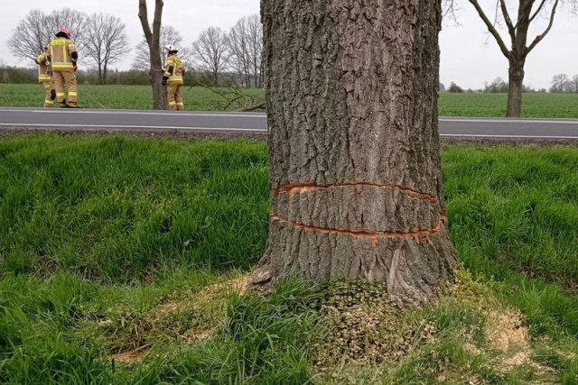 Ktoś podcina drzewa przy drodze krajowej Mogło dojść do tragedii