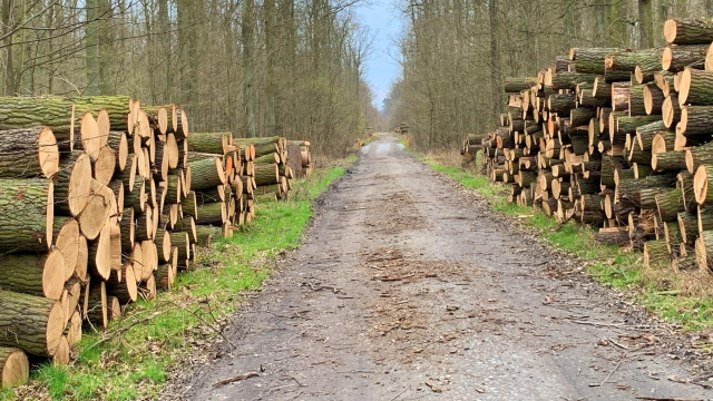 W Polsce lasów nie ubyło, tylko przybyło. Nadleśniczy Marek Cholewa o konflikcie leśników z ekologami