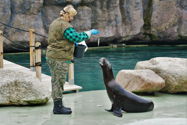 W opolskim zoo znów można oglądać pokazy karmienia zwierząt oraz treningu medycznego uchatek