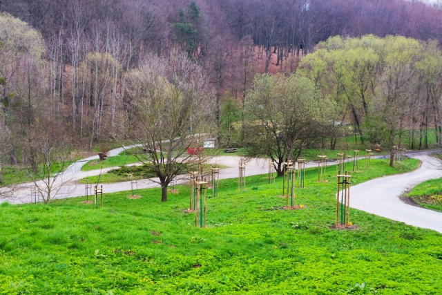 Masowe sadzenie drzew w gminie Leśnica