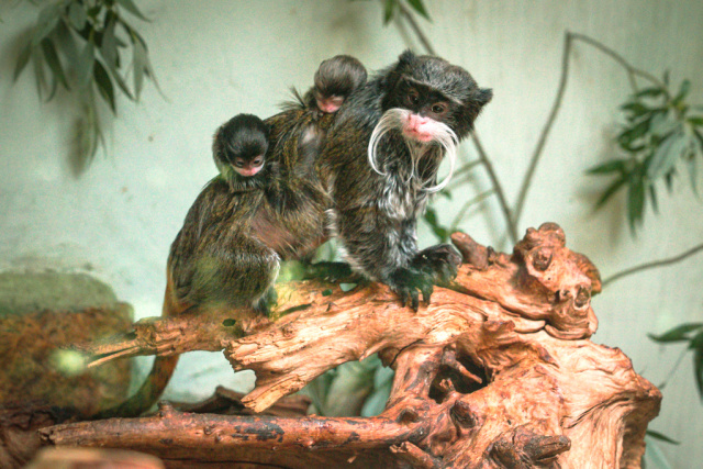 Powiększyła się rodzina tamaryn cesarskich w opolskim zoo. Młode są na razie noszone na grzbiecie ojca i starszego rodzeństwa