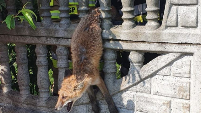Opolscy strażacy ratowali lisa. Zwierzę utknęło między szczeblami w płocie