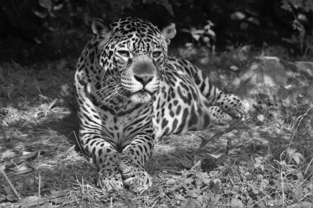 Nie żyje jaguarzyca Bora z opolskiego ZOO. Była jednym z najstarszych przedstawicieli gatunku w europejskich ogrodach zoologicznych