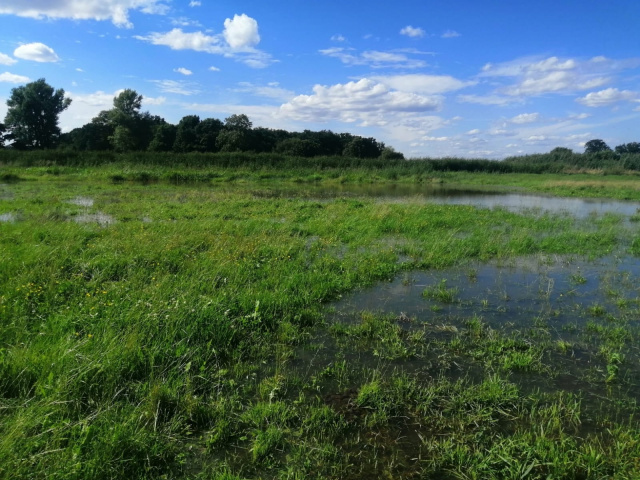 Pola notorycznie zalewane wodą, skutek - brak plonów. Rolnicy z gminy Cisek od lat walczą z miejscowym potokiem