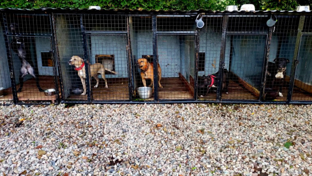 41-latek z Opolszczyzny miał organizować nielegalne walki psów, teraz odpowie za znęcanie się nad zwierzętami ze szczególnym okrucieństwem