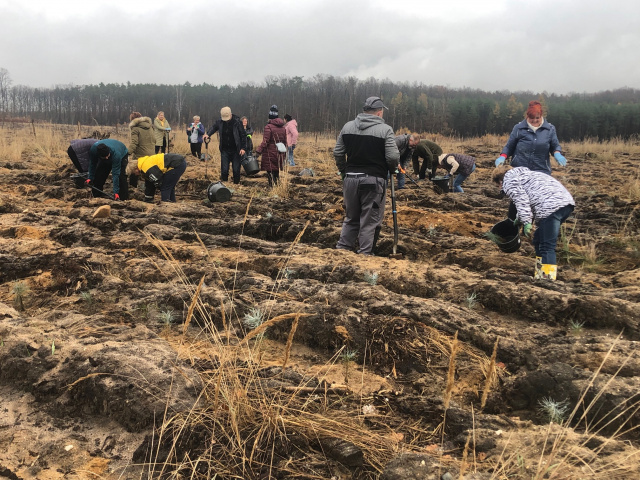 Zakasali rękawy, wzięli szpadle w dłoń i... posadzili las. Pracownicy Poczty Polskiej pomogli leśnikom