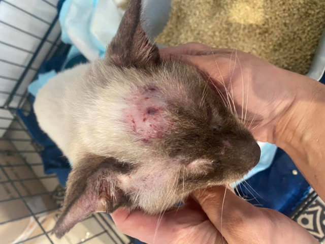 Wolontariusze TOZ odebrali prawie 30 chorych kotów syjamskich z pseudohodowli w Opolu. Większość zwierząt jest odwodnionych i ma problemy z oczami