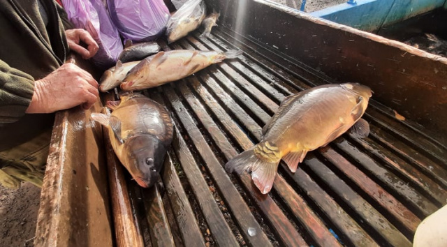 Tylko w RADIU OPOLE: Karp 2021 - ryby mniej niż przed rokiem, cena jest wyższa