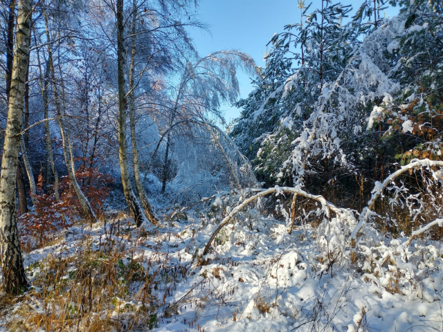 Pierwszy śnieg i pierwsze szkody. W opolskich lasach trwa szacowanie strat