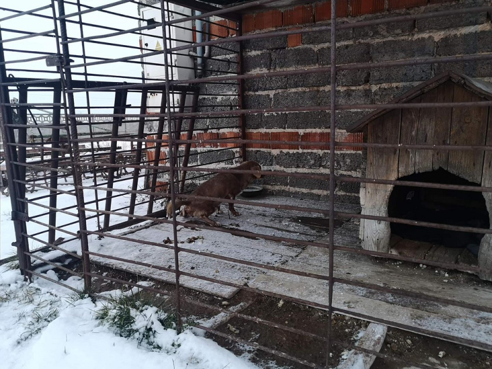 Towarzystwo Opieki nad Zwierzętami w Opolu apeluje o domy tymczasowe. [fot. TOZ Opole]