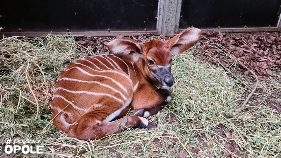 Mała antylopa bongo urodziła się w opolskim zoo [fot. Z