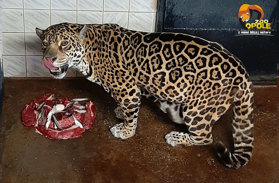 Tort na urodziny jaguarzycy Bory [fot. Janusz - Zoo w Opolu]
