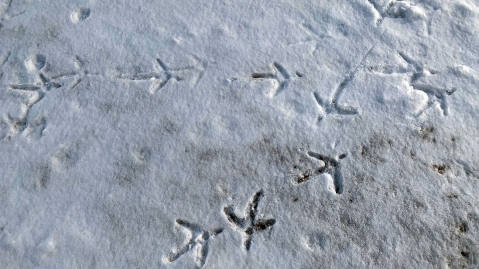 Bocianie ślady na śniegu [fot. Daniel Klimczak]