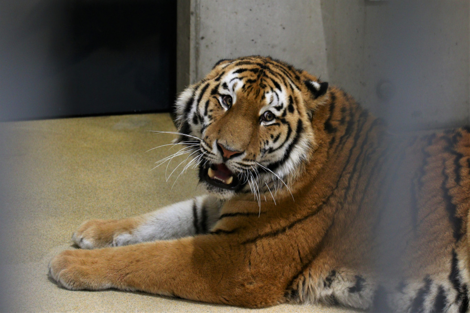W opolskim zoo zamieszkał tygrys syberyjski [fot.ZOO Opole]