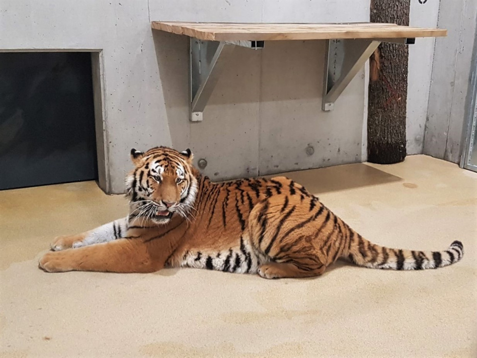 W opolskim zoo zamieszkał tygrys syberyjski [fot.ZOO Opole]