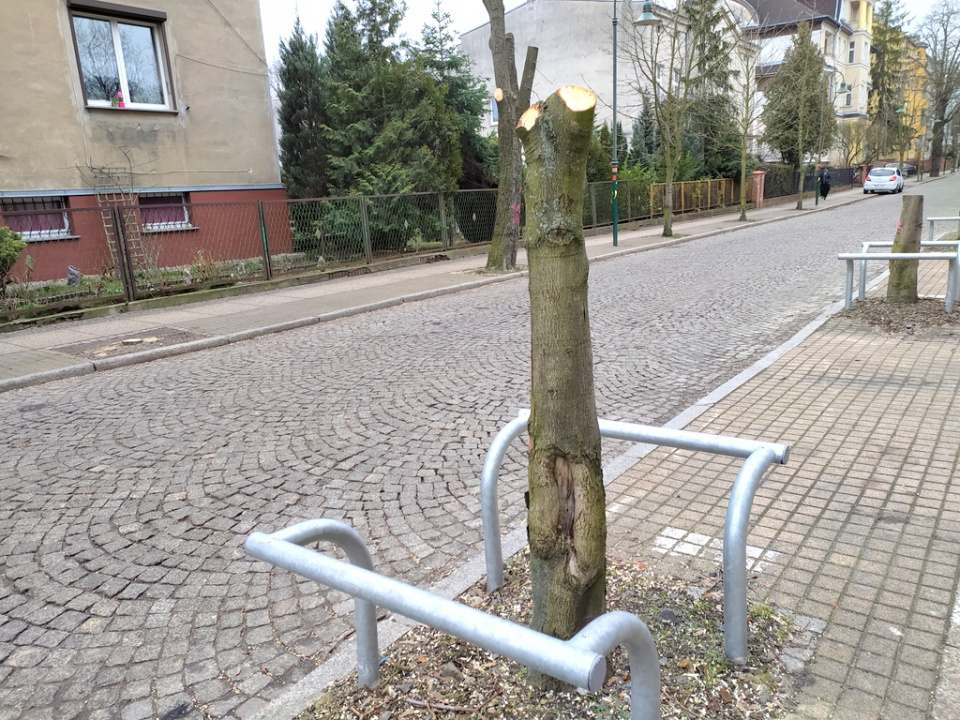 Wycięte drzewa przy ulicy Powstańców Śląskich w Opolu [fot. Witold Wośtak]