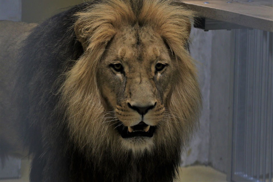 Lwy w opolskim zoo [Fot. Zoo Opole]