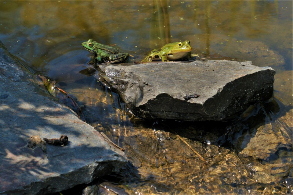 Wiosenne gody żab [fot. ZOO w Opolu]