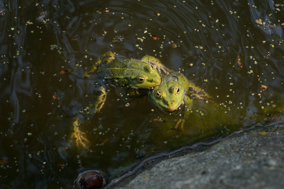 Wiosenne gody żab [fot. ZOO w Opolu]