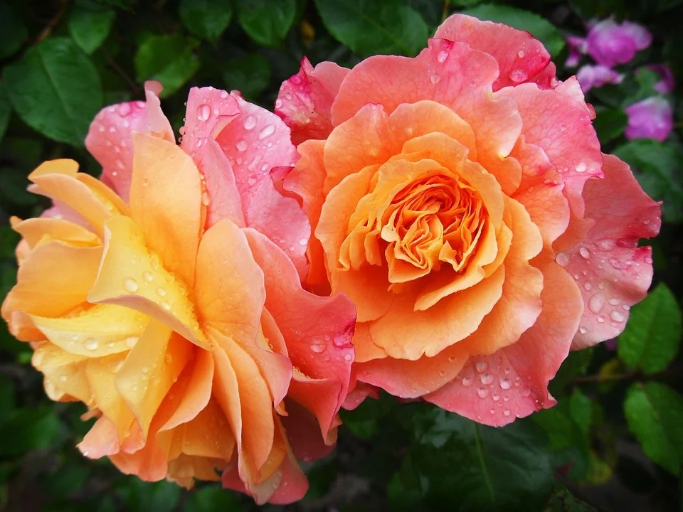 Lato Kwiatów w Otmuchowie od piątku do niedzieli [fot. https://pixabay.com/pl]