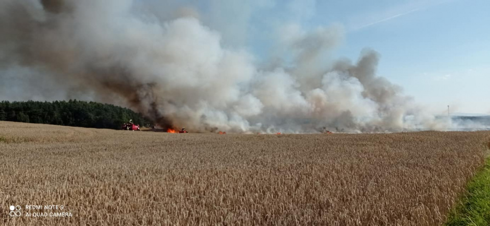 Pożar pola w Gierowie [fot. Sławek Sekieta]