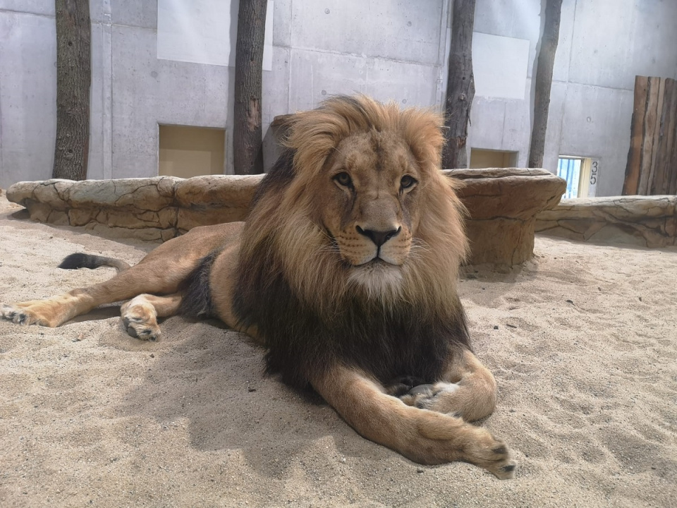 Lwy w opolskim zoo [fot. Katarzyna Doros]