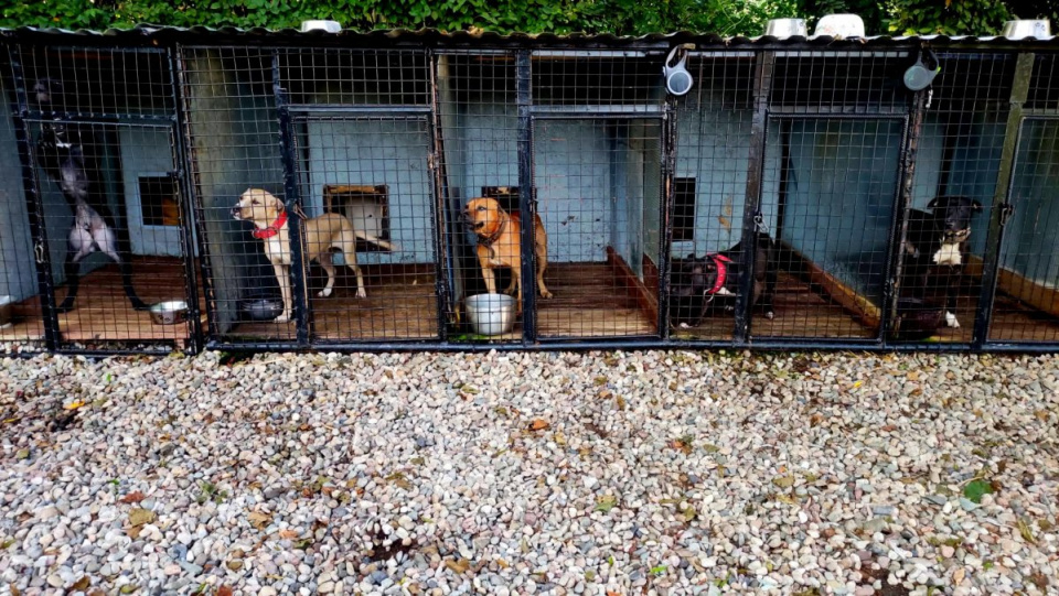 41-latek z Opolszczyzny miał organizować nielegalne walki psów, teraz odpowie za znęcanie się nad zwierzętami ze szczególnym okrucieństwem [fot. mat. policji]