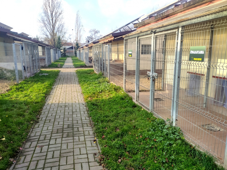 Miejskie Schronisko dla Bezdomnych Zwierząt w Opolu [fot. Witold Wośtak]