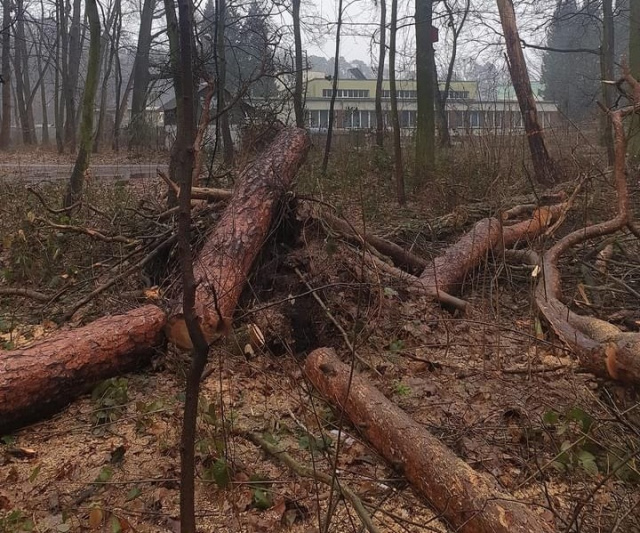 Namysłowski magistrat wytnie prawie 1700 chorych drzew w Parku Północnym. Jest zgoda konserwatora zabytków