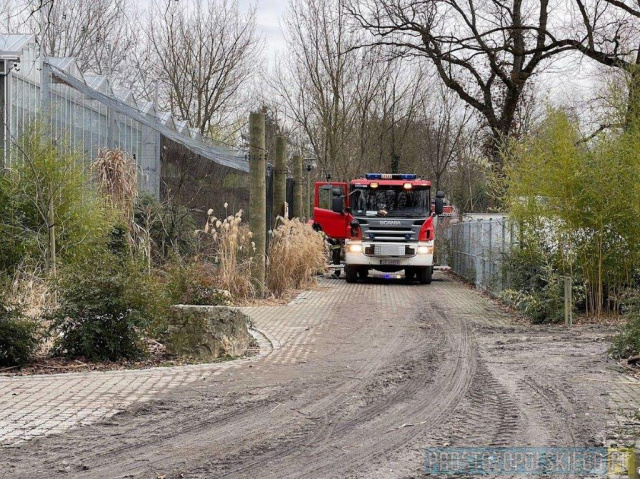 Opole: 7 jednostek straży pożarnej walczyło z pożarem szklarni w ogrodzie zoologicznym